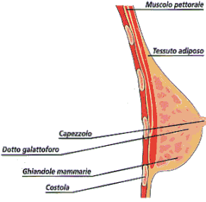 Cisti al seno