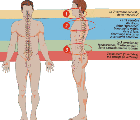 Mal di schiena pu essere di 6 tipi